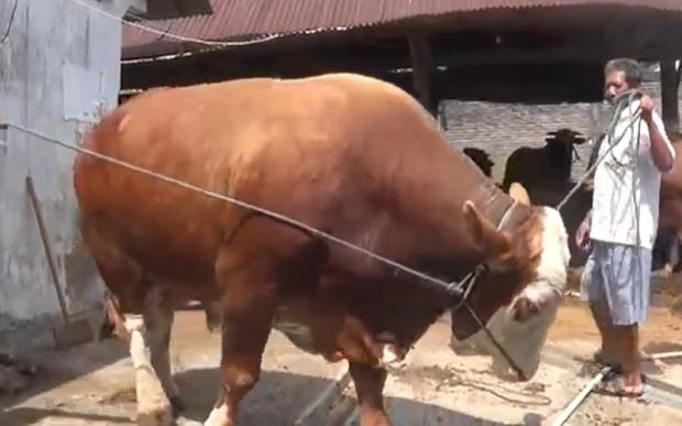 Presiden Jokowi Kurban Sapi di Selayar, Beratnya 1 Ton dengan Harga Rp77 Juta 